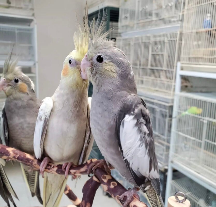 Buy Cockatiel Parrots Online