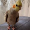 Grey Cockatiel For Sale