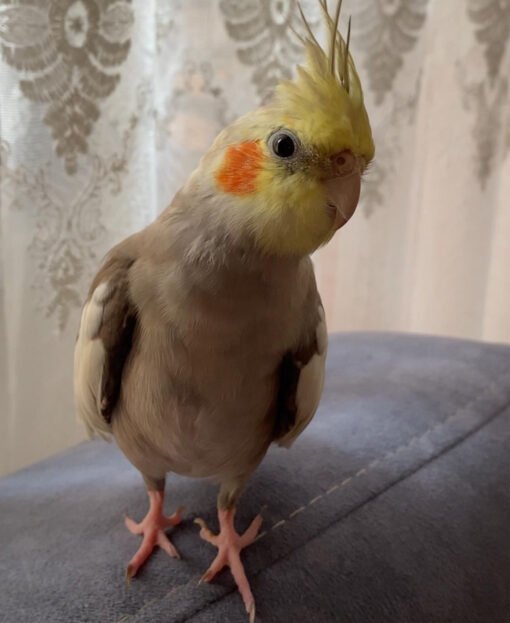 Grey Cockatiel For Sale