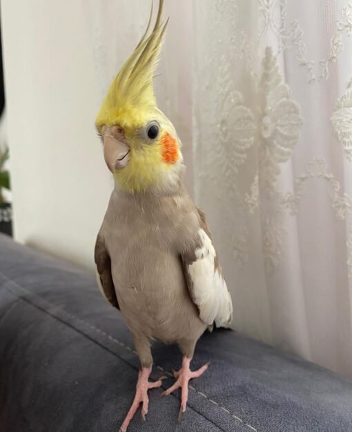 Cockatiel Parrot For Sale