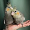 Buy Grey Cockatiel