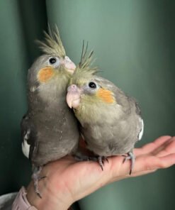 Buy Grey Cockatiel