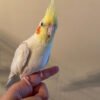 Lutino Cockatiel For Sale