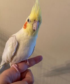 Lutino Cockatiel For Sale