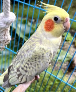 Pearl Cockatiel