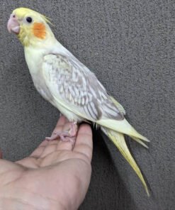 Cinnamon Cockatiel