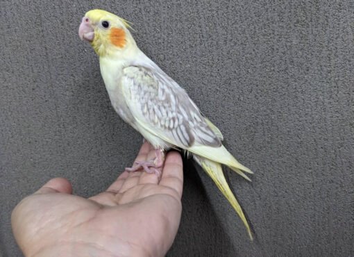 Cinnamon Cockatiel