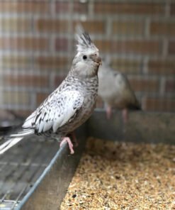 Fallow Cockatiel