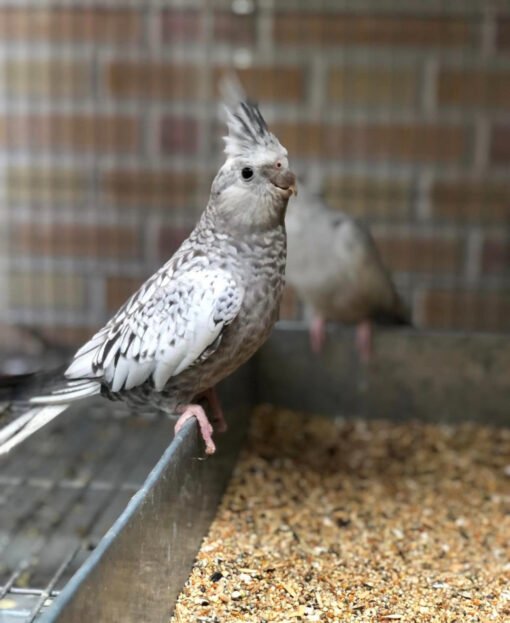 Fallow Cockatiel