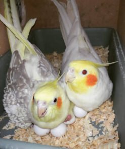 Cockatiel Eggs For Sale